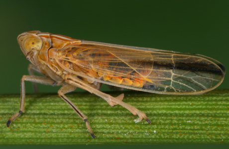 Große Spornzikade (Stenocranus major) - © Gernot Kunz